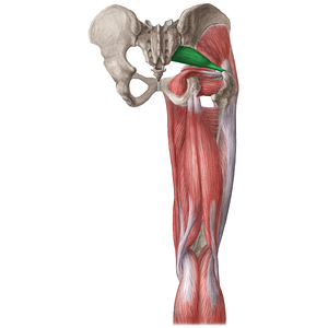 Piriformis muscle (#5761)