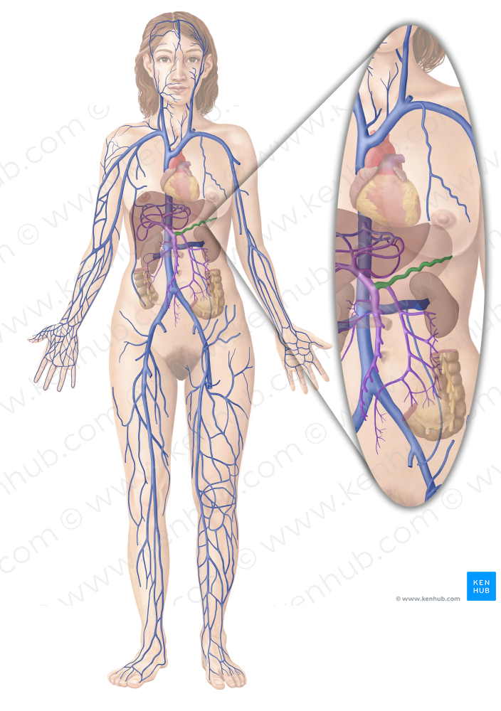 Splenic vein (#10590)