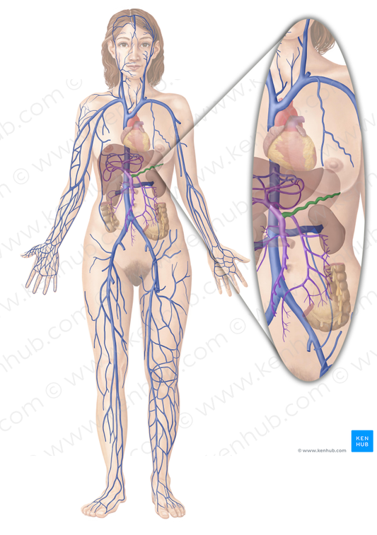 Splenic vein (#10590)