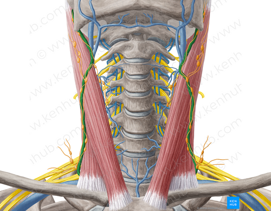 External jugular vein (#10339)