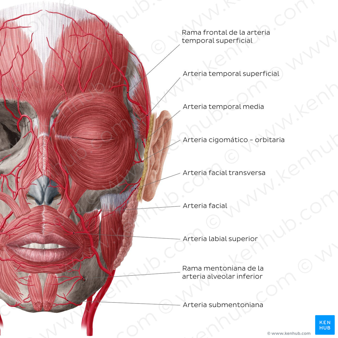 Arteries of face and scalp (Anterior view: superficial) (Spanish)