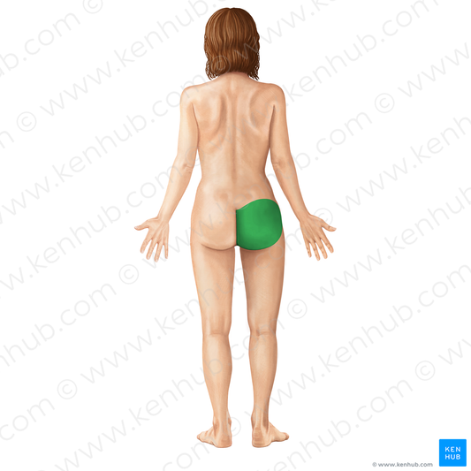 Gluteal region (#211)