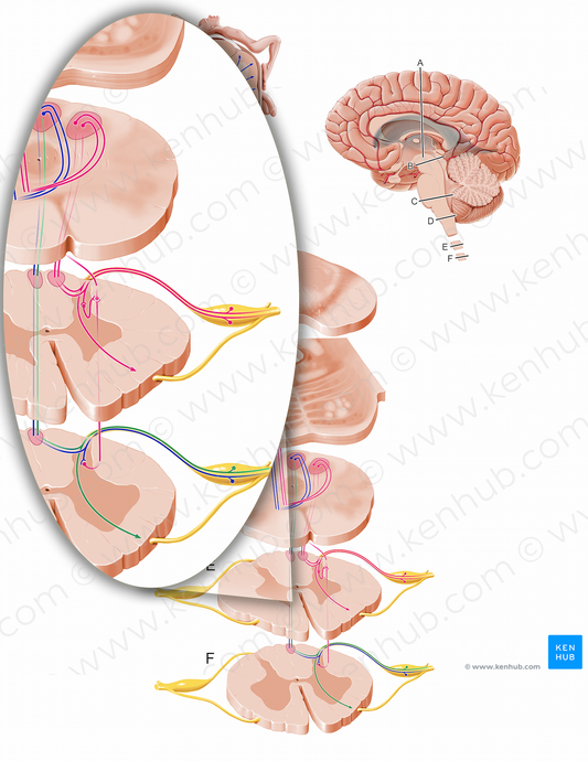 Proprioceptive afferent fibers to lumbar spinal cord (#12104)