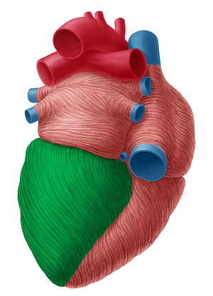 Left ventricle of heart (#10701)