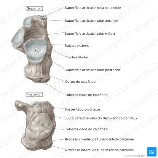 Calcaneus (Superior and posterior view) (Portuguese)