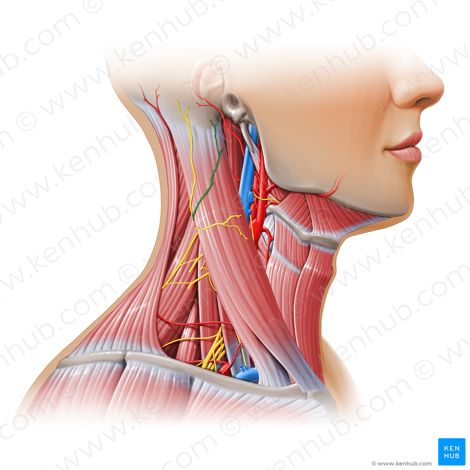 Great auricular nerve (#11120)