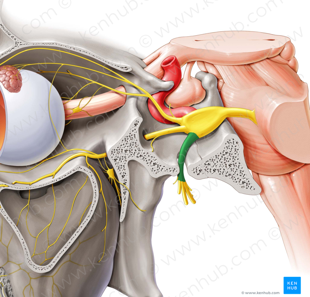 Mandibular nerve (#6541)