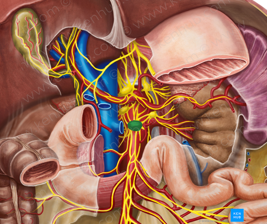 Superior mesenteric ganglion (#3990)