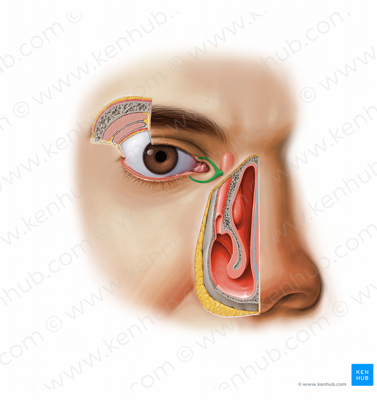 Lacrimal canaliculus (#11610)