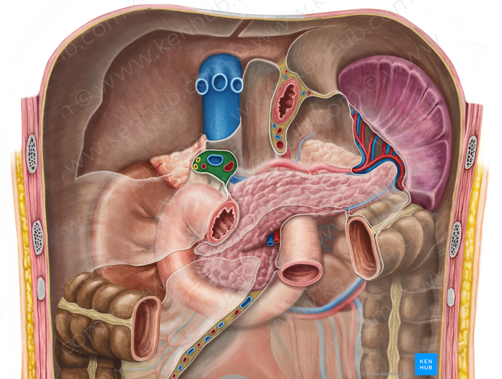 Hepatoduodenal ligament (#4546)