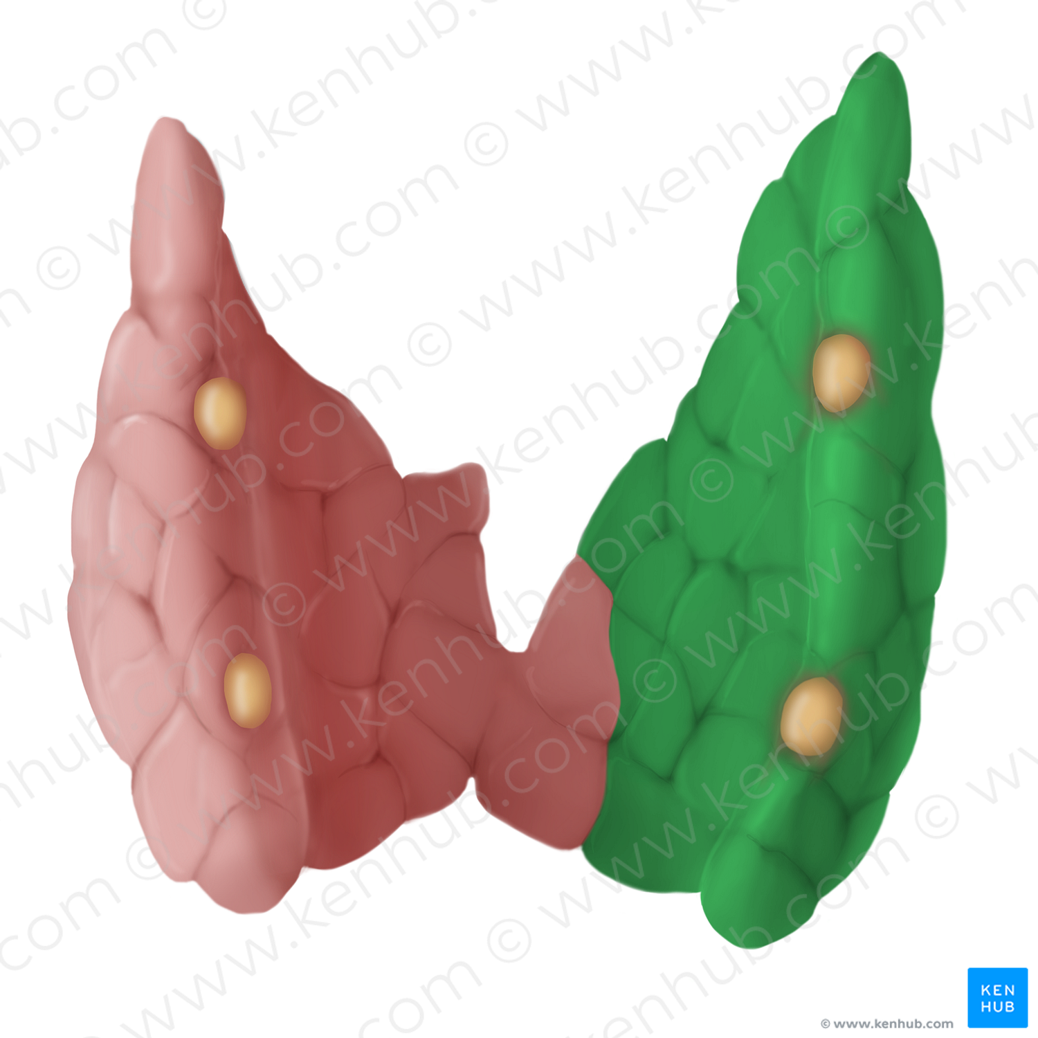 Right lobe of thyroid gland (#14114)
