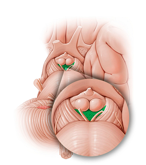 Posterior perforated substance (#12796)