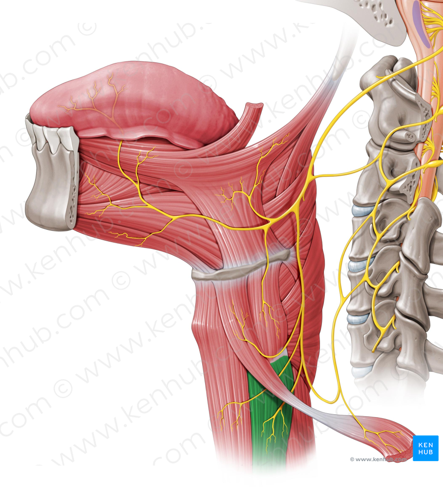 Sternothyroid muscle (#6025)