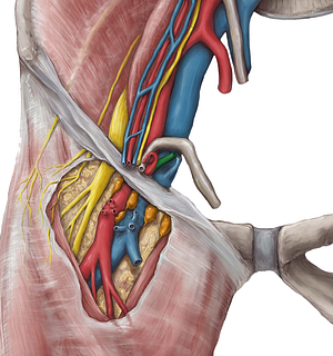 Inferior epigastric artery (#1189)