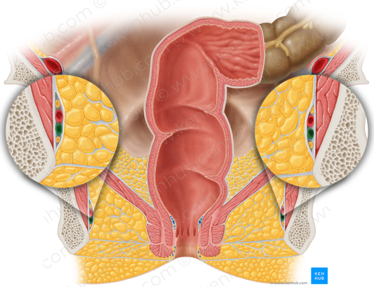 Internal pudendal vein (#10503)