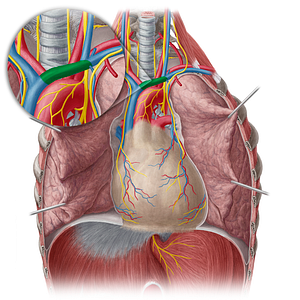 Left brachiocephalic vein (#10012)