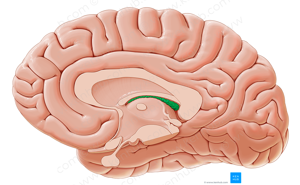 Choroid plexus of third ventricle (#7980)