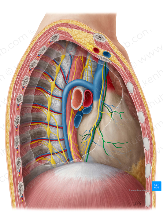 Pericardiacophrenic artery (#1619)