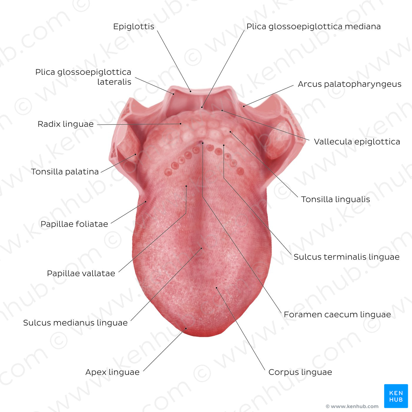 Structure of the tongue (Latin)