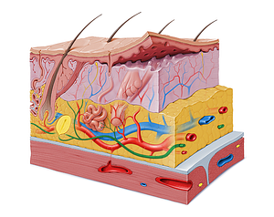 Dermal neural plexus (#6220)