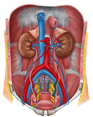 Left internal iliac artery (#1431)