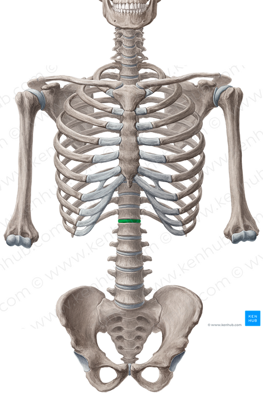 Intervertebral discs T12-L1 (#3278)