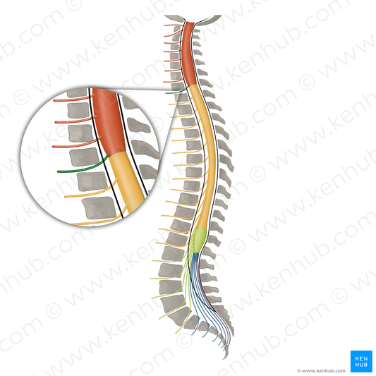 Spinal nerve C8 (#16099)