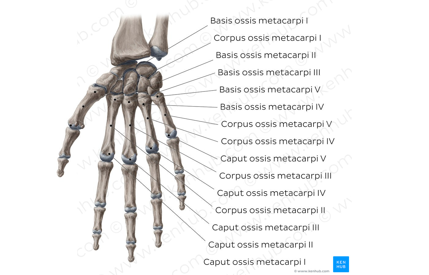 Metacarpal bones (Latin)