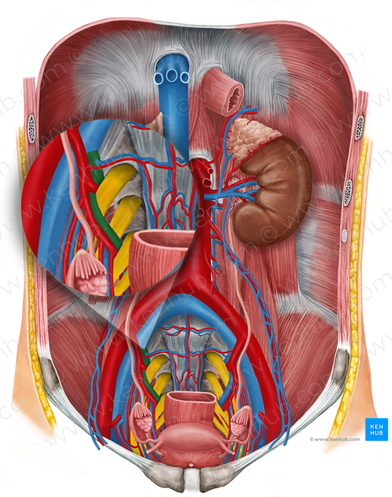 Right internal iliac vein (#10322)