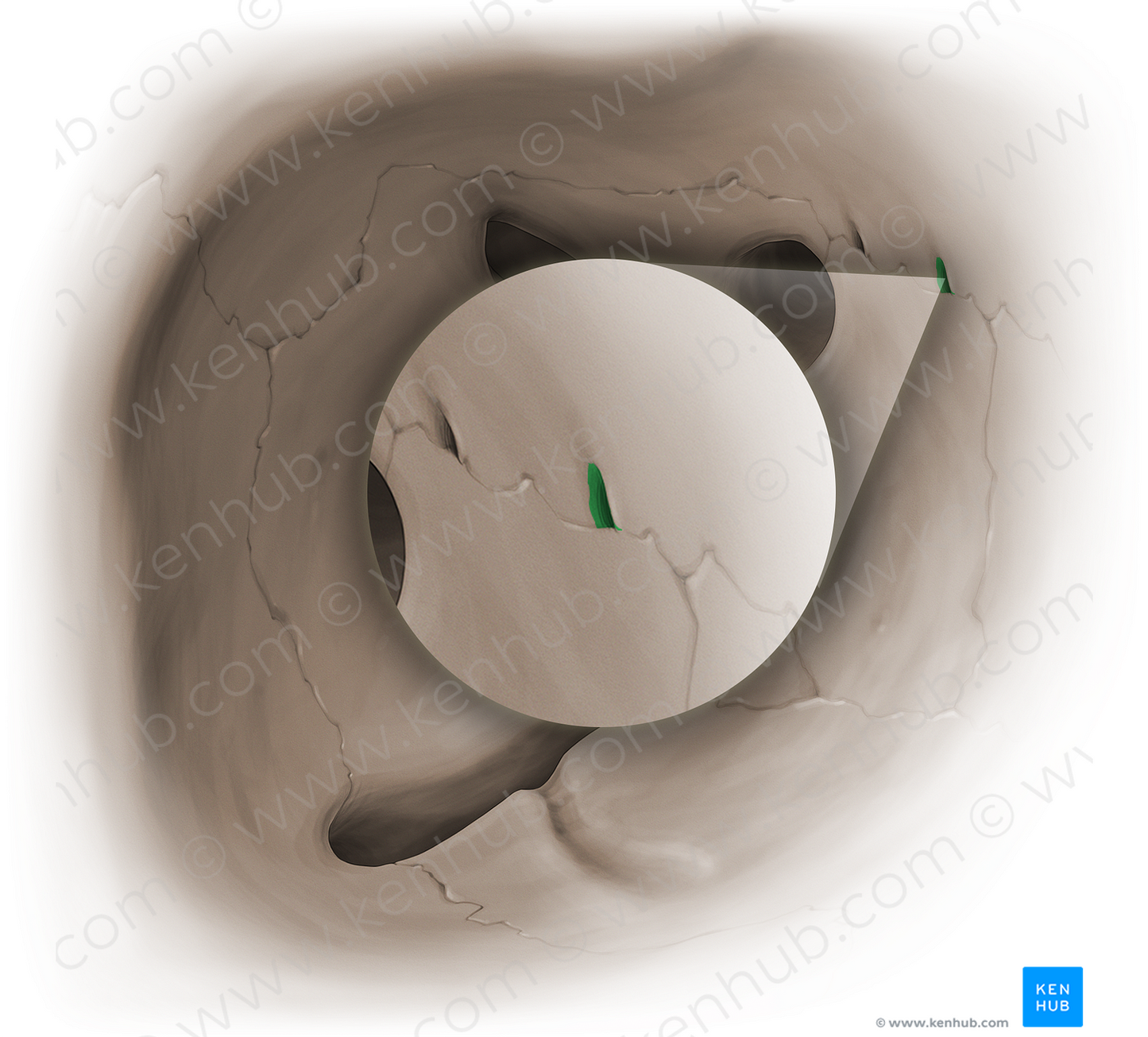 Anterior ethmoidal foramen (#15346)