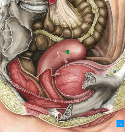 Uterine tube (#9680)