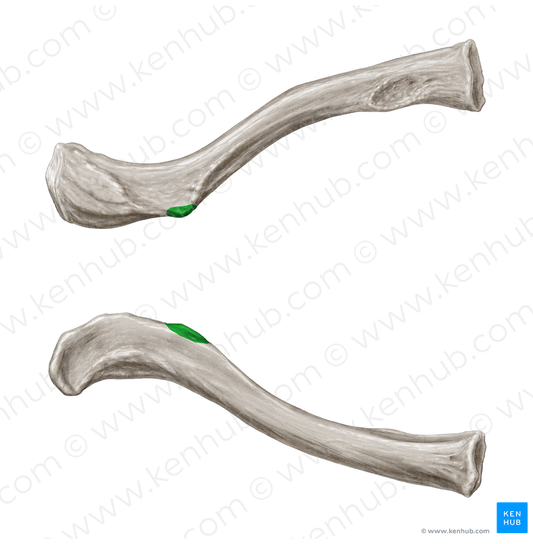 Conoid tubercle of clavicle (#9715)