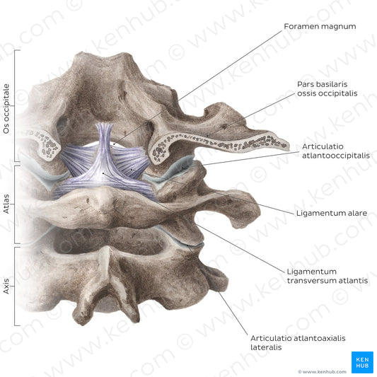 Cervical spine bones and ligaments: joints (Latin)