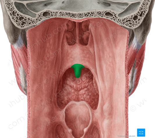 Uvula of palate (#9873)