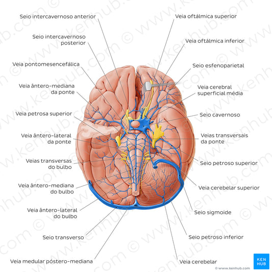Veins of the brainstem and cerebellum - Basal view (Portuguese)