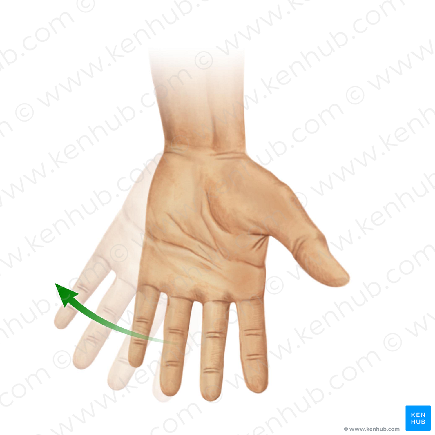 Ulnar flexion of hand (#11036)