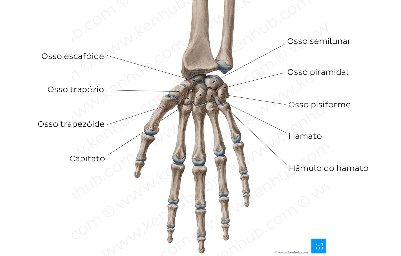 Carpal bones (Portuguese)