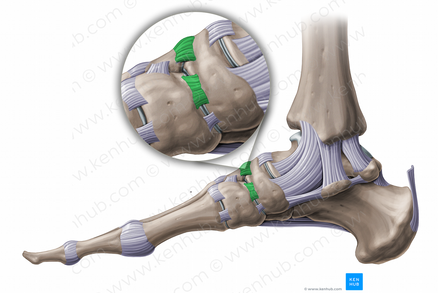 Dorsal cuneonavicular ligaments (#11232)