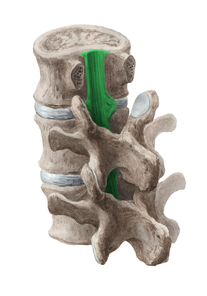 Posterior longitudinal ligament (#4572)