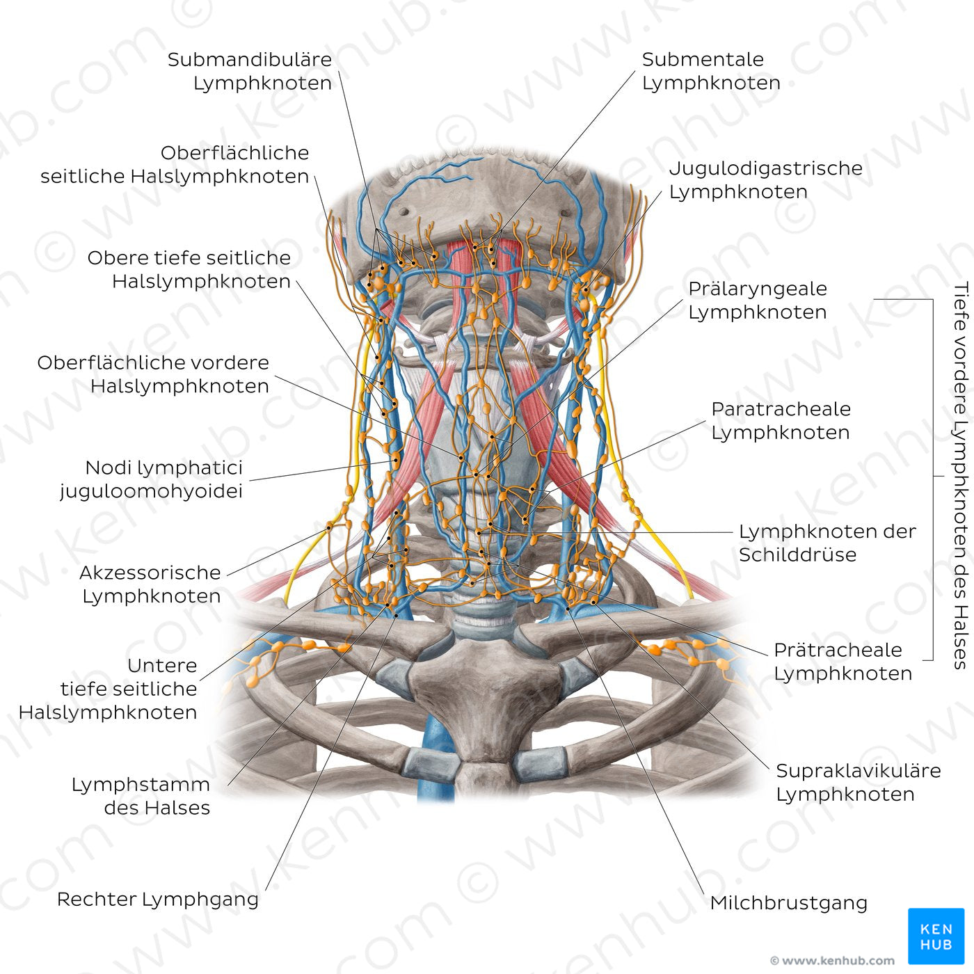 Lymphatics of the head and neck (Anterior) (German)