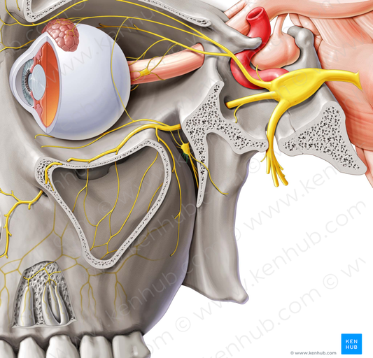 Nasopalatine nerve (#6593)