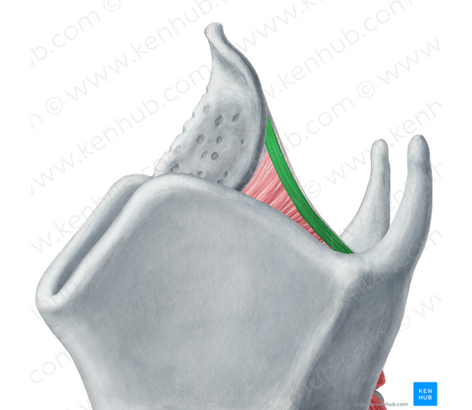 Aryepiglottic muscle (#5206)