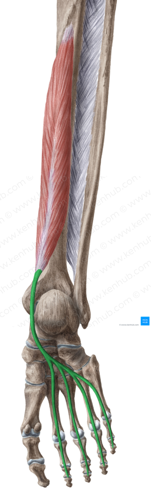 Tendons of flexor digitorum longus muscle (#9427)