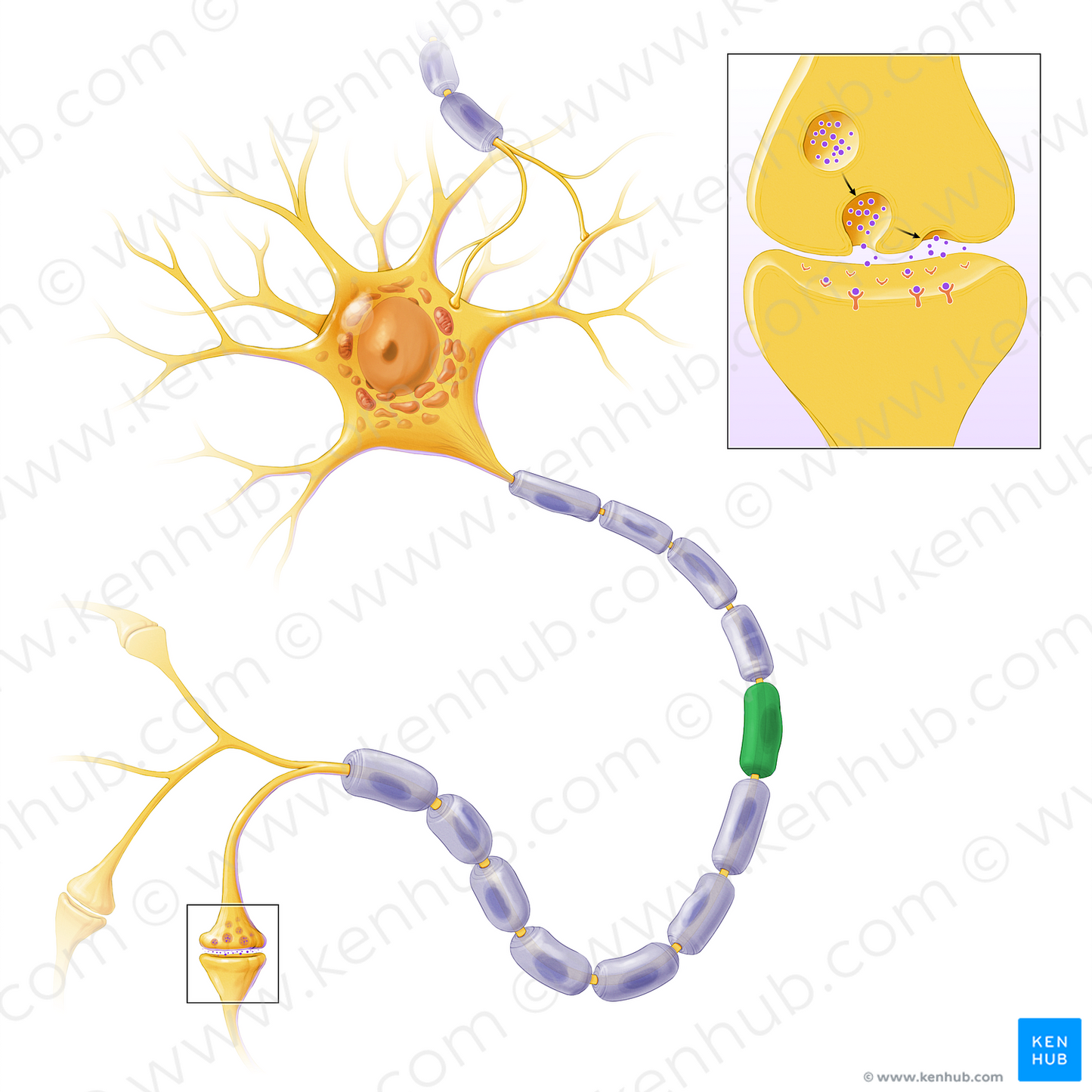 Schwann cell (#13592)