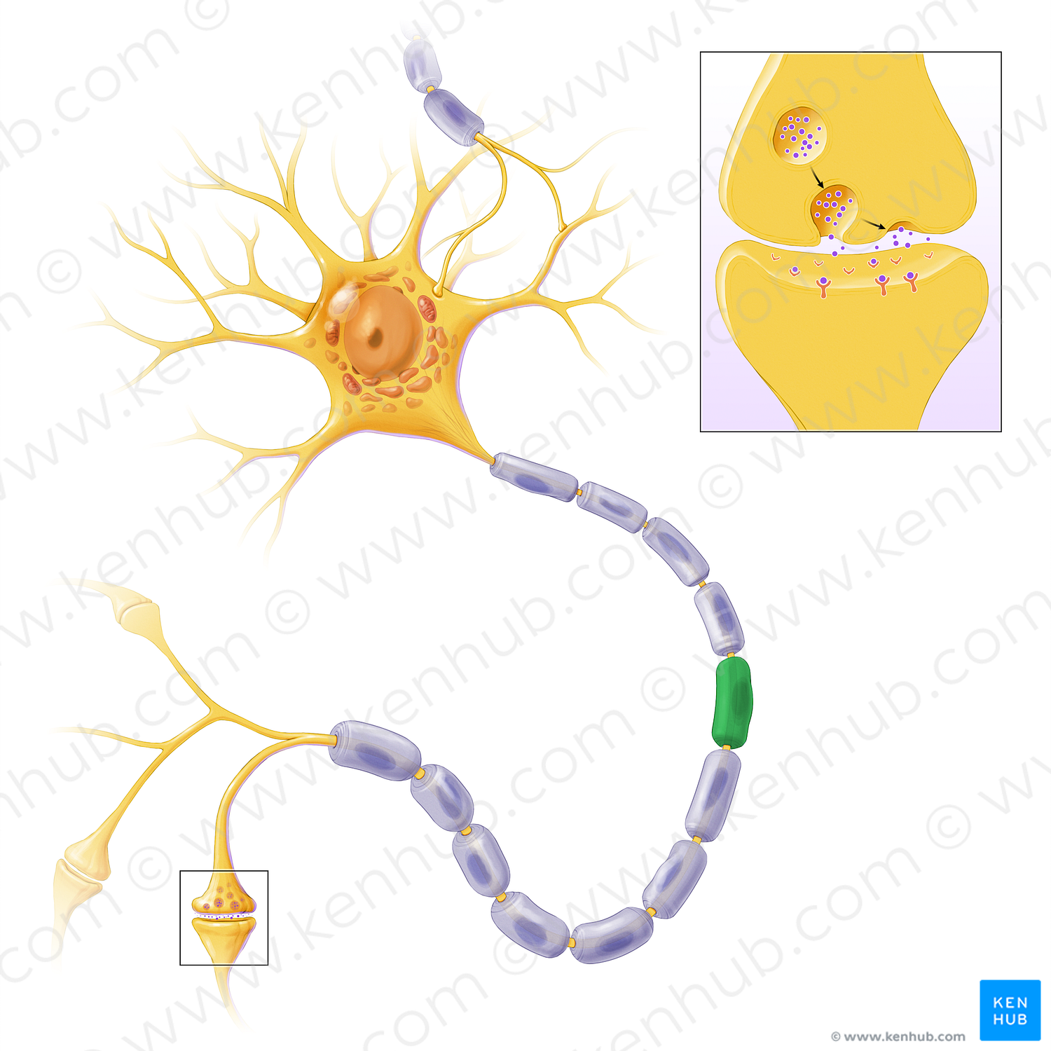 Schwann cell (#13592)