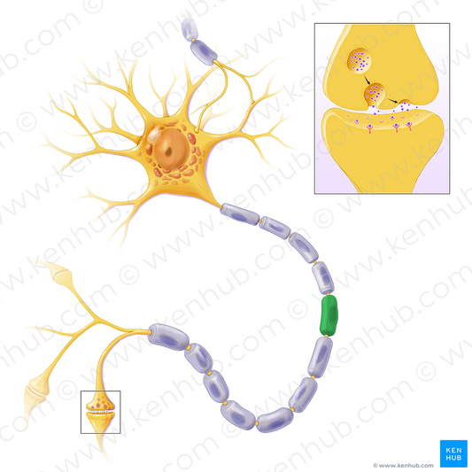 Schwann cell (#13592)