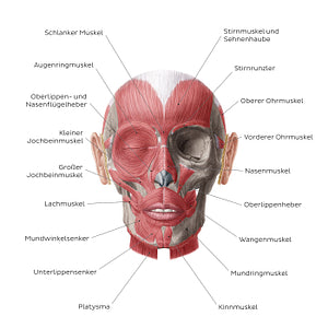 Muscles of facial expression (German)