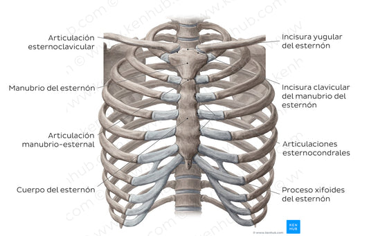 Bones of the thoracic cavity (Spanish)