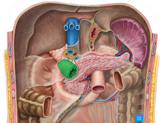 Superior part of duodenum (#7787)