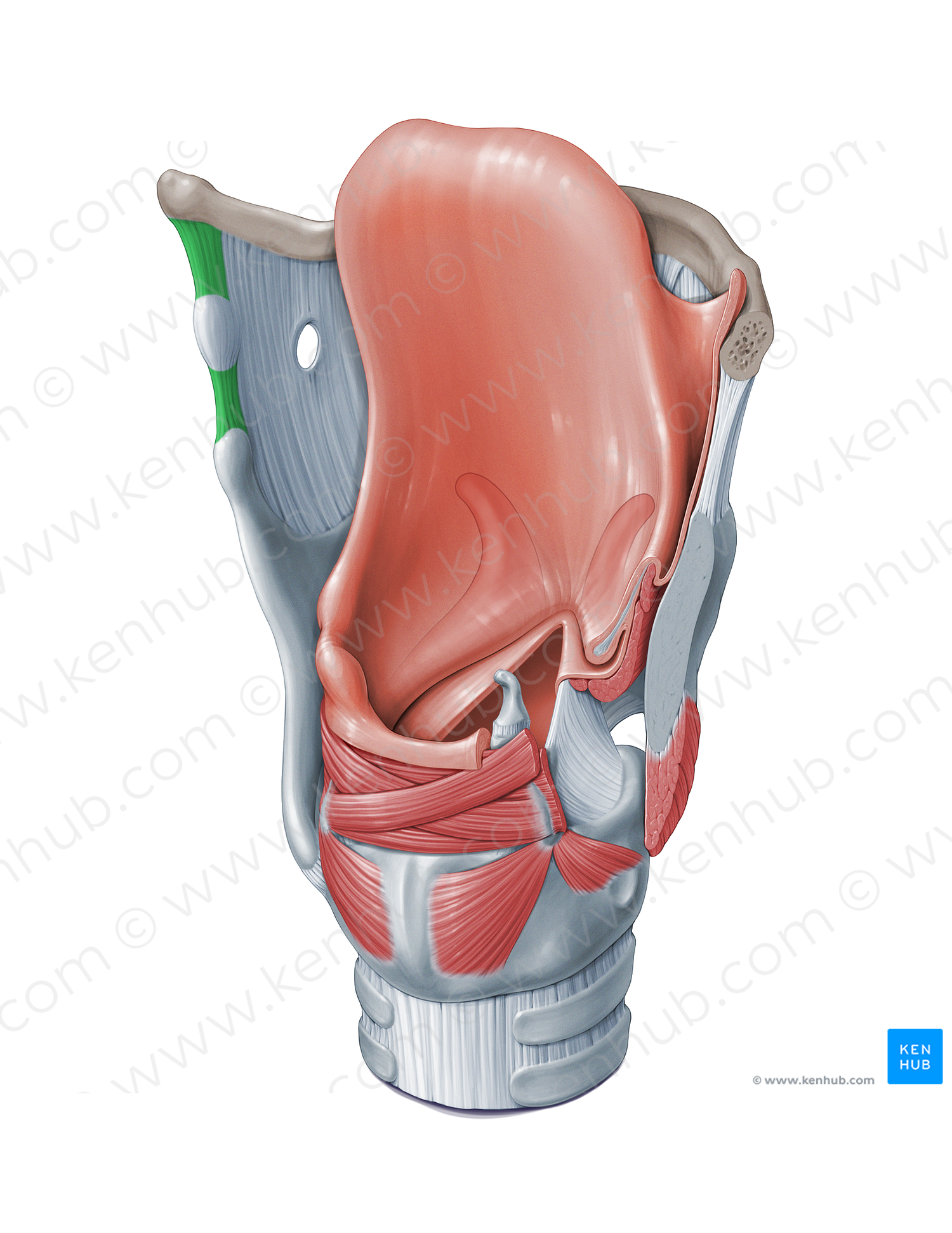 Lateral thyrohyoid ligament (#18435)